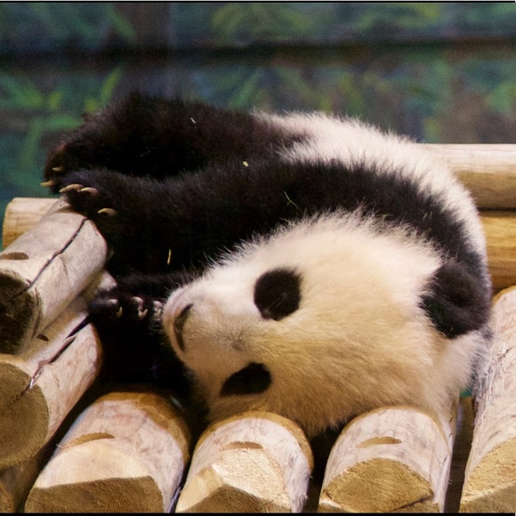 Meet your Posher, Lindy - Picture 1 of 1